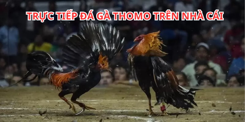 Theo dõi trực tiếp đá gà Thomo trên nền tảng online