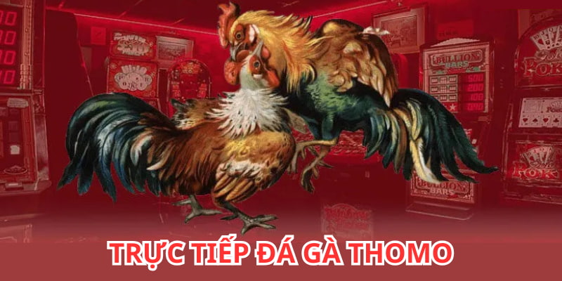 Trực tiếp đá gà thomo